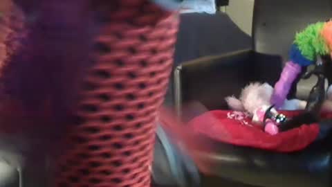 Snapshot of jacekwrrr chatting on December 28, 10:58 am JACKSLUT BUY ME . FAN CLUB MEMBERS AND THOSE WHOM THE MEMBERS INDICATE SISY SLUT PROVIDES THEM  FREE SERVICES online show from December 28, 10:58 am