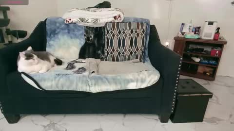 Snapshot of jjjust4fun1985 chatting on February 13, 12:46 am Nicole Allen online show from February 13, 12:46 am