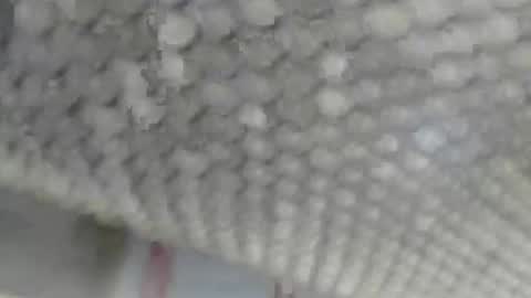 Snapshot of juergenkru chatting on September 17, 12:40 pm Giovanni50pro online show from September 17, 12:40 pm