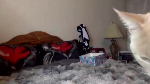 justicee4all online show from January 16, 12:25 am