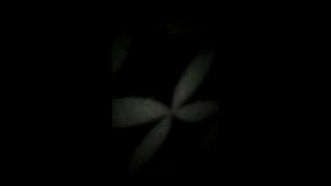 kenzo6140 online show from April 7, 12:33 am