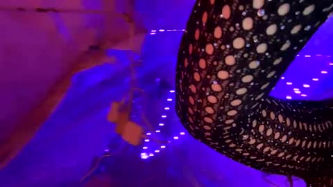 Snapshot of kissahsins chatting on January 17, 8:34 am Kissah Kreampuff online show from January 17, 8:34 am