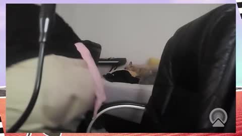 Bella Blue BBW online show from December 16, 9:36 am