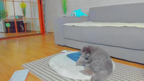 Snapshot of lilyt_007 chatting on January 14, 6:02 am lilyt_007 online show from January 14, 6:02 am