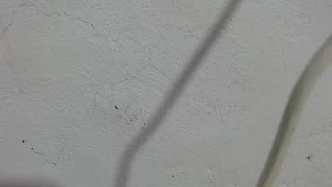 Snapshot of lovecreyzyshowcam chatting on September 11, 3:56 pm Frank and Nathy online show from September 11, 3:56 pm