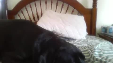 Davis online show from February 14, 8:16 pm