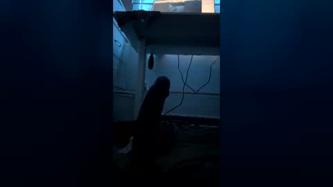 meep08 online show from July 9, 8:07 am
