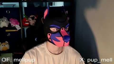 MellPUP online show from June 25, 1:04 pm