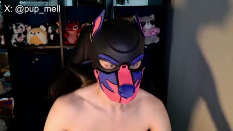MellPUP online show from August 4, 3:47 pm