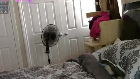 MrsJess online show from November 17, 6:03 pm