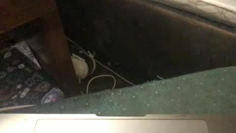 Snapshot of mswhoknows chatting on January 11, 5:29 pm Tara Jane online show from January 11, 5:29 pm