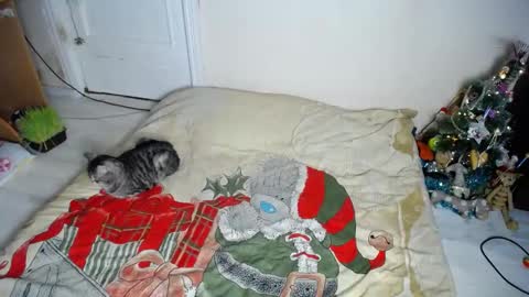 Snapshot of muse_online chatting on December 30, 8:15 pm Muse Ali online show from December 30, 8:15 pm