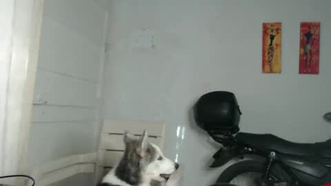 Snapshot of natzumi_mcqueen chatting on December 31, 12:25 pm Stella Mcqueen online show from December 31, 12:25 pm