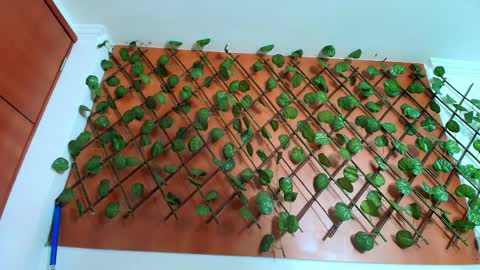 Kitten online show from April 8, 11:21 am