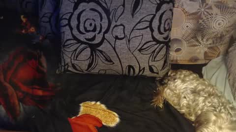 Lilly  online show from April 6, 3:15 am