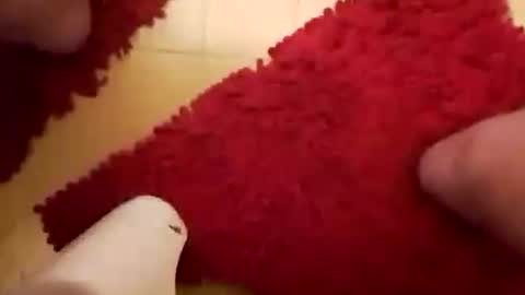 BookWriter online show from January 26, 6:28 am