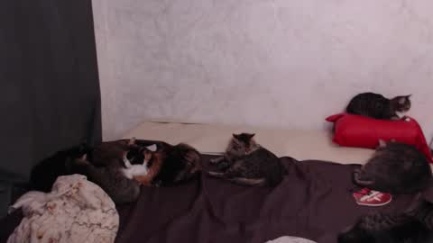 Olivia online show from February 4, 3:18 pm