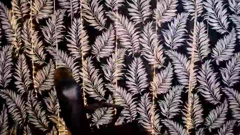 Snapshot of oliviaoskar_ chatting on October 18, 11:33 am Kelly online show from October 18, 11:33 am
