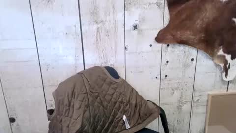 Snapshot of openmindedcowboy chatting on October 18, 7:14 pm kinkynerd online show from October 18, 7:14 pm