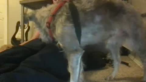 rossignol online show from January 22, 4:44 am