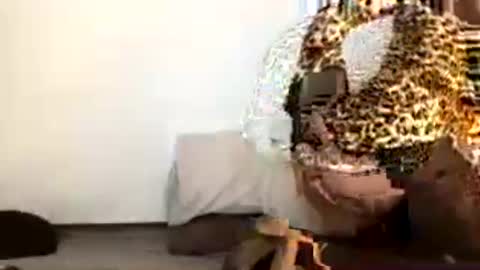 Snapshot of pilicross chatting on July 19, 1:31 am pilicross online show from July 19, 1:31 am