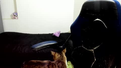 weedcandy ig y twitter xpink dustt online show from October 14, 2:23 am