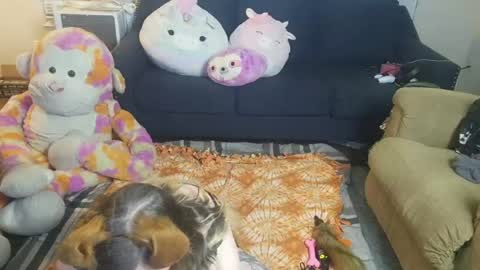 Snapshot of puppygirllovestobeg chatting on June 21, 7:22 am puppygirllovestobeg online show from June 21, 7:22 am