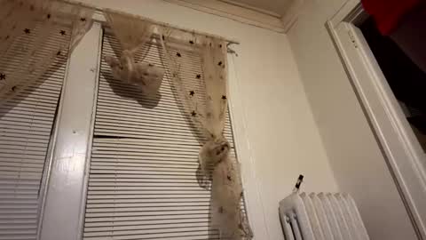 Snapshot of realdrewreynolds chatting on December 11, 5:53 am tranzGODess online show from December 11, 5:53 am