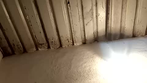 reinft online show from February 11, 2:16 am