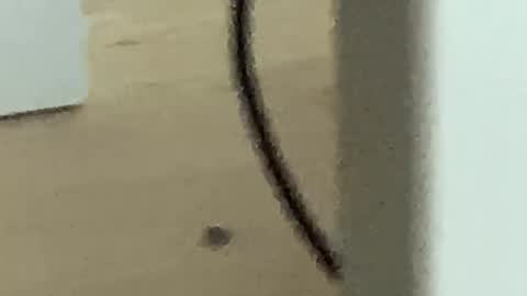 Roman online show from November 27, 4:25 am