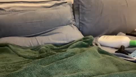 Snapshot of ryanstann4 chatting on January 2, 5:57 am Ryan online show from January 2, 5:57 am