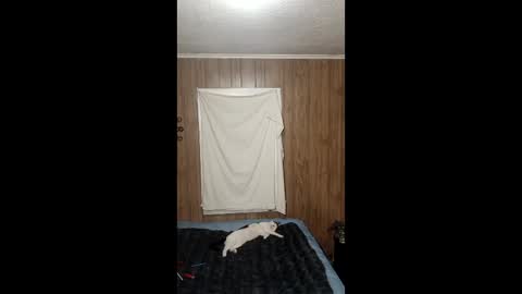 PupTwink online show from February 3, 7:46 am