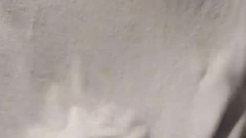 Penoso online show from January 14, 3:01 am