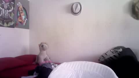 Snapshot of sammy_mcklain chatting on March 1, 3:36 pm sammy_mcklain online show from March 1, 3:36 pm