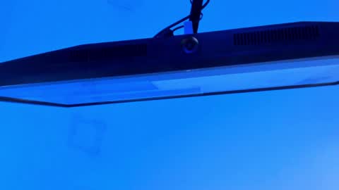 Sebastian online show from April 13, 9:31 pm