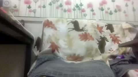 Daddy online show from February 4, 12:00 pm