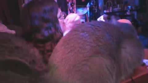 Siofra online show from March 6, 9:25 am