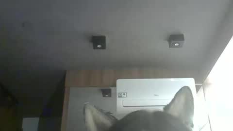 Snapshot of skinnykittencam chatting on February 4, 12:38 am skinnykittencam online show from February 4, 12:38 am