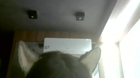 Snapshot of skinnykittencam chatting on June 22, 3:25 am skinnykittencam online show from June 22, 3:25 am