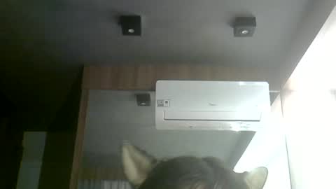 Snapshot of skinnykittencam chatting on June 24, 3:33 pm skinnykittencam online show from June 24, 3:33 pm