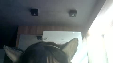 Snapshot of skinnykittencam chatting on July 9, 7:34 am skinnykittencam online show from July 9, 7:34 am