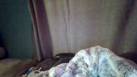 slittiekittie online show from March 1, 7:32 am