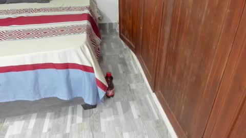 Shopiia88 online show from February 19, 12:23 pm