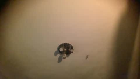 watch me cum online show from January 25, 7:06 am