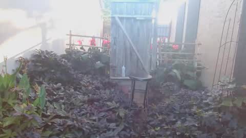 srtxshow online show from October 18, 1:23 pm