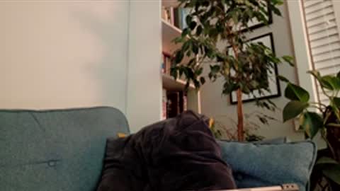 steedmont online show from March 14, 9:31 pm