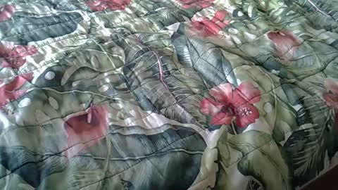 Snapshot of stel7621 chatting on February 23, 3:40 pm Rocco-load online show from February 23, 3:40 pm