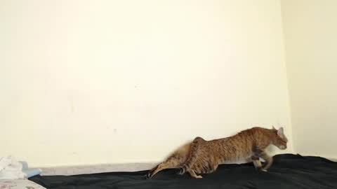 Fernanda independent model online show from April 17, 7:44 am