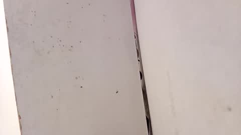 tall6feet7inch online show from February 15, 3:31 pm