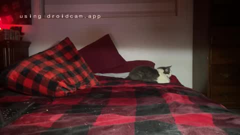 Snapshot of thecarrguyy chatting on December 3, 12:38 pm Thatcarrguyy online show from December 3, 12:38 pm